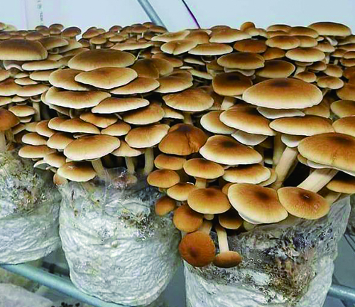 مزایای پرورش قارچ در کیسه های رشد.